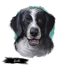 Sprollie Digital Art Illustration Of Cute Dog Muzzle Isolated On White. English Springer Spaniel And Border Collie, The Sprollie. Black Canine Animal Portrait, Dark Hairy Puppy, Pedigreed Dogo.