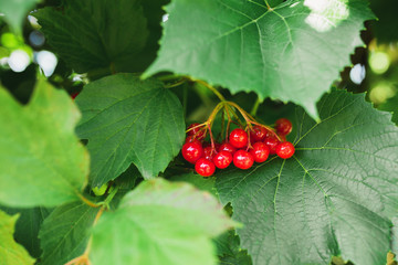 Wall Mural - Bright ripe red currants on the bush