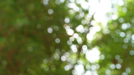 Wall Mural - abstract nature bokeh background