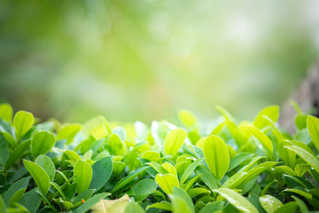 Closeup view of fresh green leaf under sunlight in morning. Nature background concept