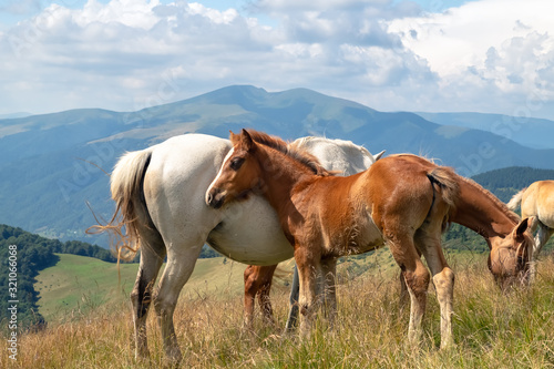  Fototapeta konie   konie-ze-zrebakiem-spacerujace-po-gorach-na-lace-w-cieply-letni-dzien