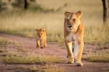Lioness Walks On Sandy Track With Cub