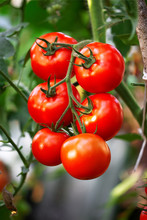 Heirloom Red Ripe Tomato Organic Farming