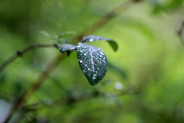 After rain 1