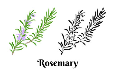 Wall Mural - Rosemary branch isolated on white background. Vector color illustration of  fragrant green herbs in cartoon flat style and black and white outline. Vegetable Icon.