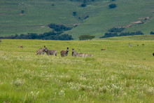 A Dazzle Of Zebras In A Group In The Mountains Of Drakensberg, South Africa, By The Watering Hole Lake With Other Antelope