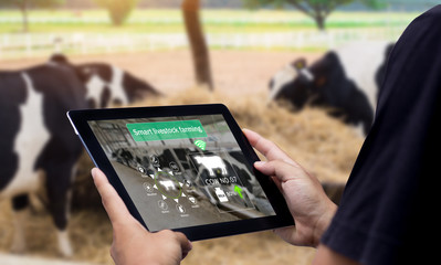 Smart Agritech livestock farming.Hands using digital tablet with blurred cow as background