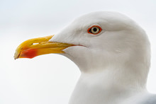 Seagull Eyes Close Up Detail