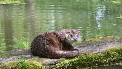 Wall Mural - Alert European river otter (Lutra lutra) resting on log over pond and looking around after hearing noise