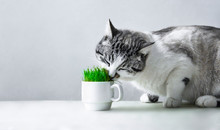 The Cat Is Eating Grass From A White Cup Copy Space