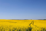 Fototapeta  - Ukrainian flag. field of oilseed rape and blue sky 