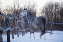Gray Stallion Plays In The Snow