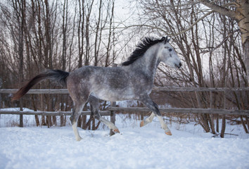 Canvas Print - Gray stallion plays in the snow