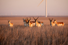 Pronghorn Herd On A Sorghum Field In A Wind Turbine Park