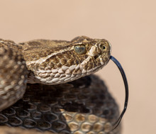 Texas Rattlesnake Curled Up Ready To Attack