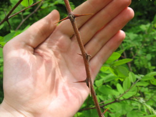 flower needles and hand