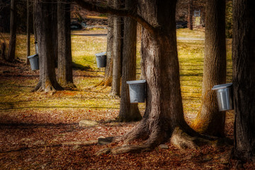 maple collection buckets on trees spring in windsor which is in upstate ny. tapping maple trees for 