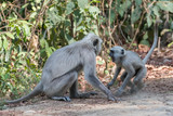 Fototapeta  - Gray Langoor Fighting with aggression Monkey fighting 