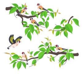 Wall Mural - Goldfinches on Tree Branches Vector Flat
