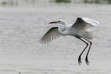 Fototapeta Zwierzęta - great blue heron in flight