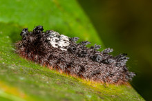 Shag-carpet Caterpillars - Prothysana Felderi In A Tropical Rainforest, Costa Rica