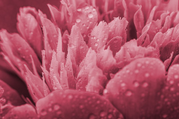 Sticker -  coral peony flower background. Paeonia Sarah Bernhardt with dew drop.