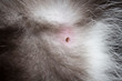 Brązowy kleszcz wgryziony w skórę zwierzęcia. Skóra i sierść kota. Mały kleszcz pasożytujący w skórze kota. 