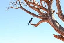 Blue Bird On Tree Branch With Blue Sky Background
