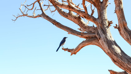 Bluebird on tree branch with blue sky background