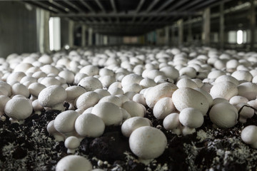 Champignons growing on a mushroom farm