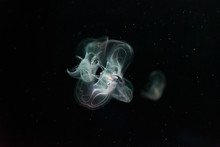 Tiny Beautiful Jellyfish