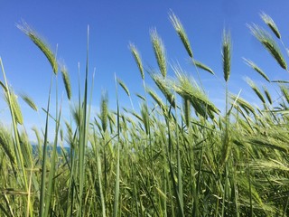 grass in the meadow