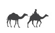 Silhouette of a caravan of camels and a drover in the saddle. Dromedary, one-humped camels and bedouin.