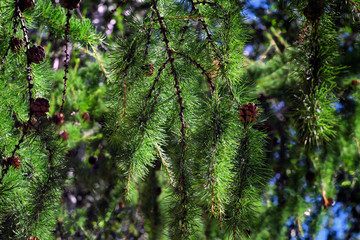 Fir tree brunch close up. Fluffy fir tree brunch close up. Christmas wallpaper concept.