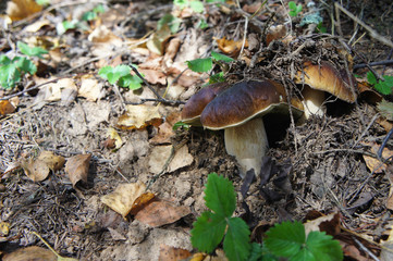 Wall Mural - young white mushroom grows in the forest close-up