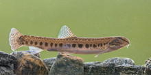 Spined Loach In Water