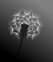 Sticker - The Field dandelion flower sketch.