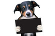 placeholder banner dog,