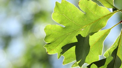 Sticker - Green tree leaves with natural bokeh background, sun light, 4k