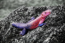 Red Purple Lizard Lying On A Stone