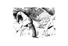 Weasel And Ermine - Vintage Engraved Illustration 1889