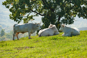 grazing cows