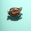 © Matthew Roharik - Smiling Red Eared Slider Pet Turtle Floating Levitating above Dark Defined Shadow On Solid Blue Green Teal Background Overhead View Humorous Funny