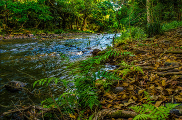 river in forest