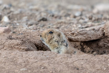 Prairie Dog Cautiously Looking Out Of Burrow