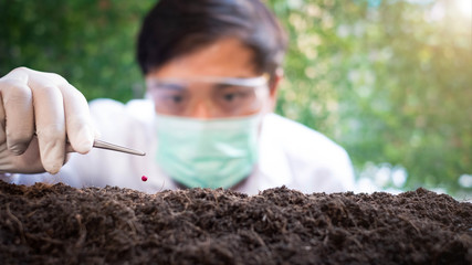 Wall Mural - Select focus Seeds drop on the planting hole over blurred Smart Farmers hand planting seedlings in a germ-free and insect-free laboratory for growing seedlings for agriculture.environment concept.