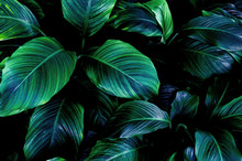 Abstract Green Leaf Texture, Nature Background, Tropical Leaf