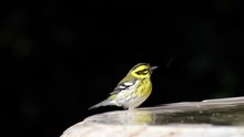HD Video Of A Townsend's Warbler (Setophaga Townsendi), A Small Songbird Of The New World Warbler Family, Zooming In While Bird Is Bathing In A Bird Bath.