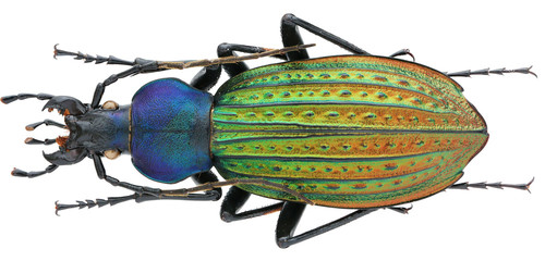 carabus (apotomopterus) davidis davidis deyrolle & fairmaire, 1878