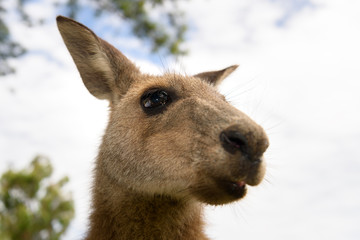 Wall Mural - Lazy kangaroo, Australia